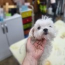 폼나개이뿌개 이미지