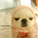 강쥐 이미지