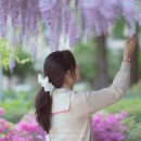 상봉(1)주공아파트 | 진주 등나무꽃 명소 추천 개화시기 상봉주공1차아파트 상봉서동아파트