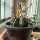 청주예술의전당 대전시실 | 뒤늦은 대한민국 다육식물박람회 후기: 제6회 청주 다육박람회 / 예술의전당 / 왕왕추천합니다