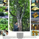황칠나무 재배,[황칠나무 효용] 이미지