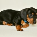 닥스훈트(DACHS HUND) 이미지