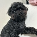 금곡2 | [후기] 놀러오개 금곡점 | 11살 분리불안 노견강아지 유치원 2주차 등원