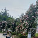 배산공원 | 🌹 익산 배산체육공원 장미축제 2025｜지금 꼭 가야 할 장미명소!