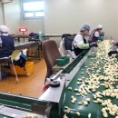 경북깐마늘 이미지