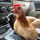 구안농장 이미지