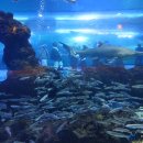 아쿠아플라넷 제주 이미지