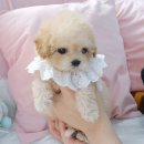 내품안의반려견 노원점 이미지