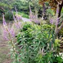 베로니카 Daum카페
