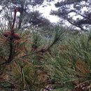 단산농원 이미지