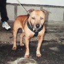 Yankee kennels' Ch Yankee ROM 이미지