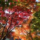 20151031-1101. 남도단풍여행 - 내장산, 강천산, 지리산 피아골, 함양상림.