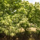 류충걸 묘소 및 신도비 이미지