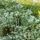 맛고을 고등어 정식 이미지