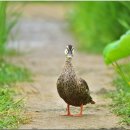 오리사랑 이미지