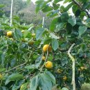 안골농장 이미지