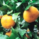 정우네농장 이미지