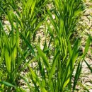The Parable of the Mustard Seed and the Leaven (Matthew 13:24–43) 이미지