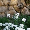 이베리스 이미지