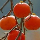 파킨슨,알츠하이머 질환원인 이미지