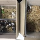 매화파출소 이미지