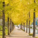 은행나무 이미지