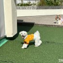 멍지중지 이미지