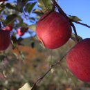 우경농원 이미지