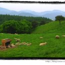 상우목장 이미지