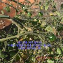 방울토마토 가지치기- 지지대 세우기 이미지