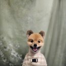 포동펫살롱 이미지