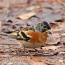 화원유원지 이미지