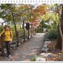 11/5일 굿~이 먼길 안가도 서울한복판 남산길이 요로콤 아름답네요 사진 으로나마 가을을 느껴보셈~ 이미지