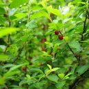 어답산농장 이미지