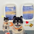 알로하펫 이미지