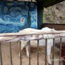 쥬쥬랜드 이미지