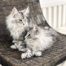 집으로 | 광명메인쿤분양 꿈꾸던 웅장함 그대로 집으로 데려온 후기