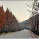 산업대 은행나무길 이미지