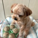 망고 애견 | [인천 애견수제간식] 멍이네이야기 망고 먹방부터 배민 주문까지 솔직후기