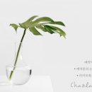 차올라브로우
