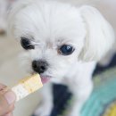 Dear fluffy(디어 플러피) 이미지