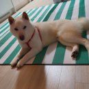 한 동물병원 이미지