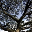 제주 수산리 곰솔 이미지