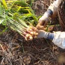 빛들마을 이미지