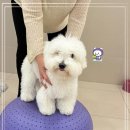 서면애견미용 맘바이 강아지 미용실 이미지