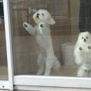 단풍이네 그루밍샵 이미지