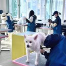 개인정애견샵 이미지