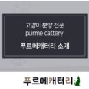 푸르메 캐터리 이미지