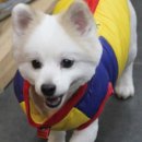 강아지 마법사 골드맘 이미지