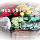 수봉양말
